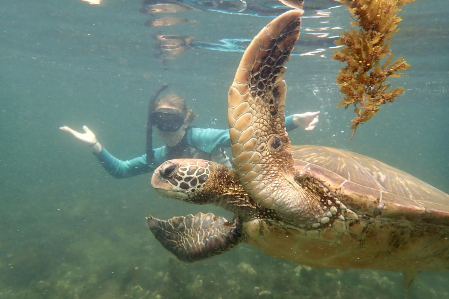一名<a href='http://8jcw8.bookstothephilippines.com'>bv伟德ios下载</a>学生在Galápagos群岛游学途中与一只巨龟游泳.